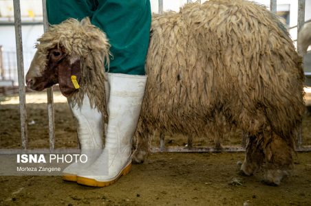 مرکز عرضه دام زنده در روز عید قربان